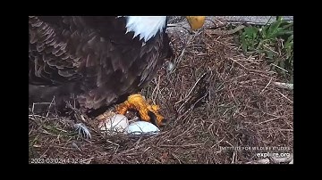 View of Egg #8 at Sauces Bald Eagle Nest 3/2/2023 #IWS #explore (Courtesy of explore.org)