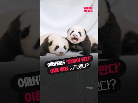 에버랜드 쌍둥이 판다, 최종 <strong>작명</strong> 투표 시작했다 #shorts