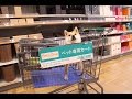 柴犬だいふくのお買い物できるかな [Daifuku's happy shopping time]