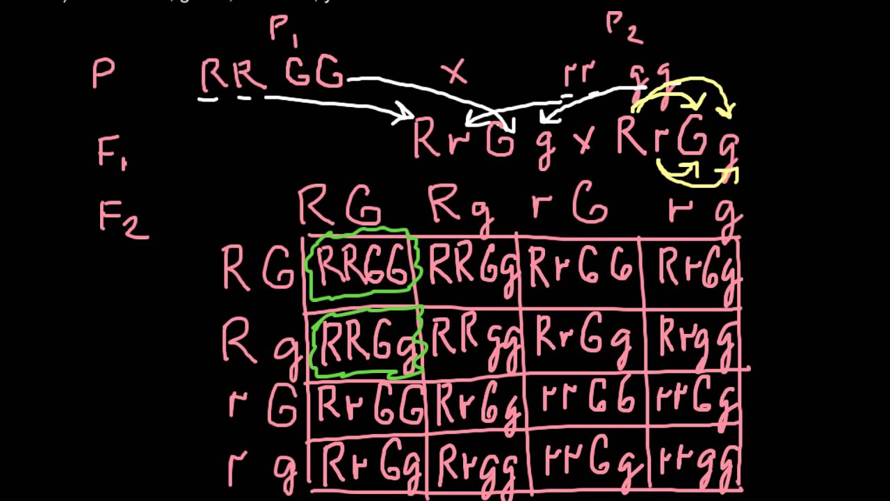 How to solve dihybrid cross problems - step by step explanation - YouTube