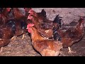 Los capones | Pollos castrados | Mundo animal | Veterinaria