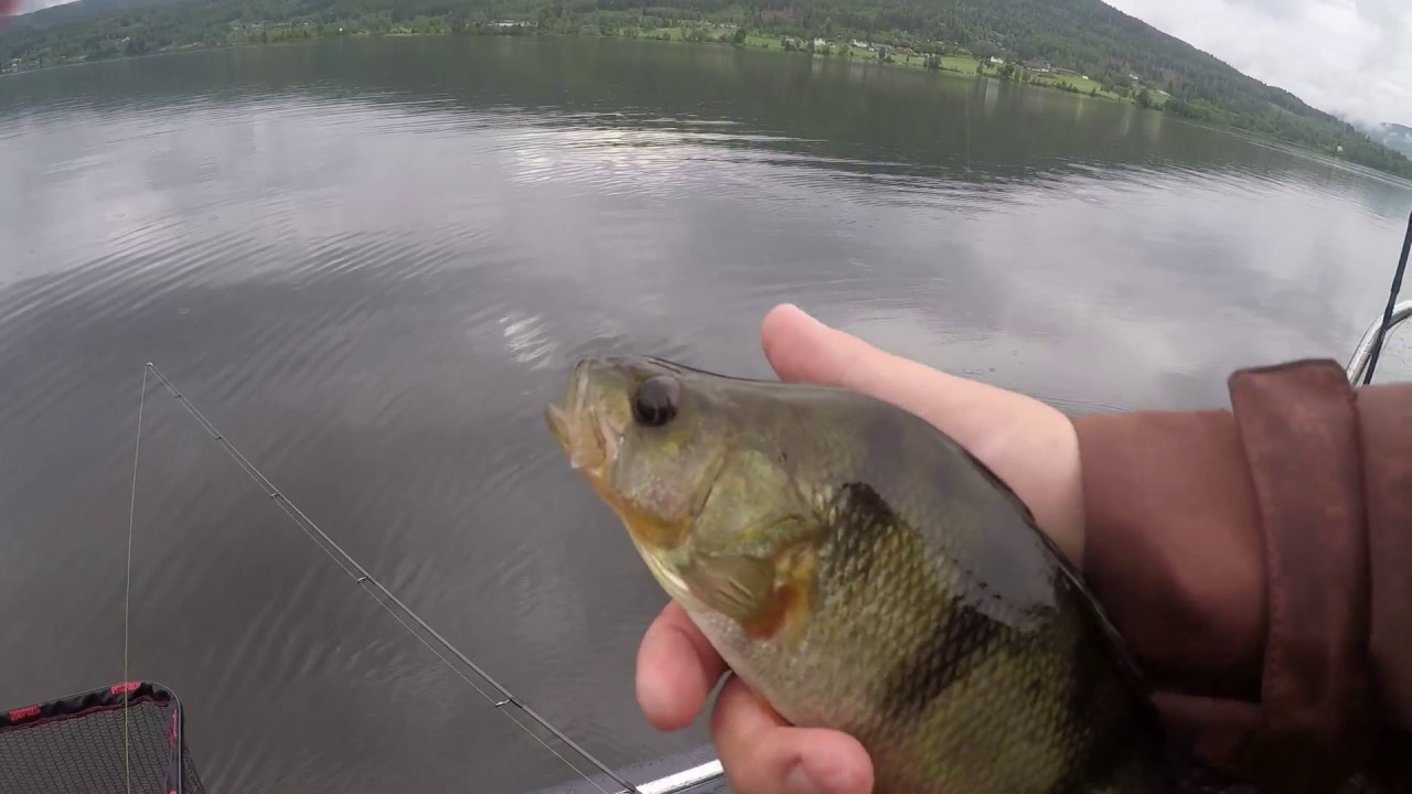 Team Colibri fishing for perch and pike