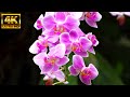 Beautiful colorful flowers in 4K UHD with soothing relaxing music for meditation yoga and sleep