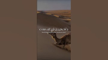 أفلا ينظرون إلى الإبل كيف خلقت القارئ عبدالرحمن مسعد ♥️🎧