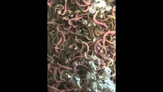 SUPER青虫(青イソメ)