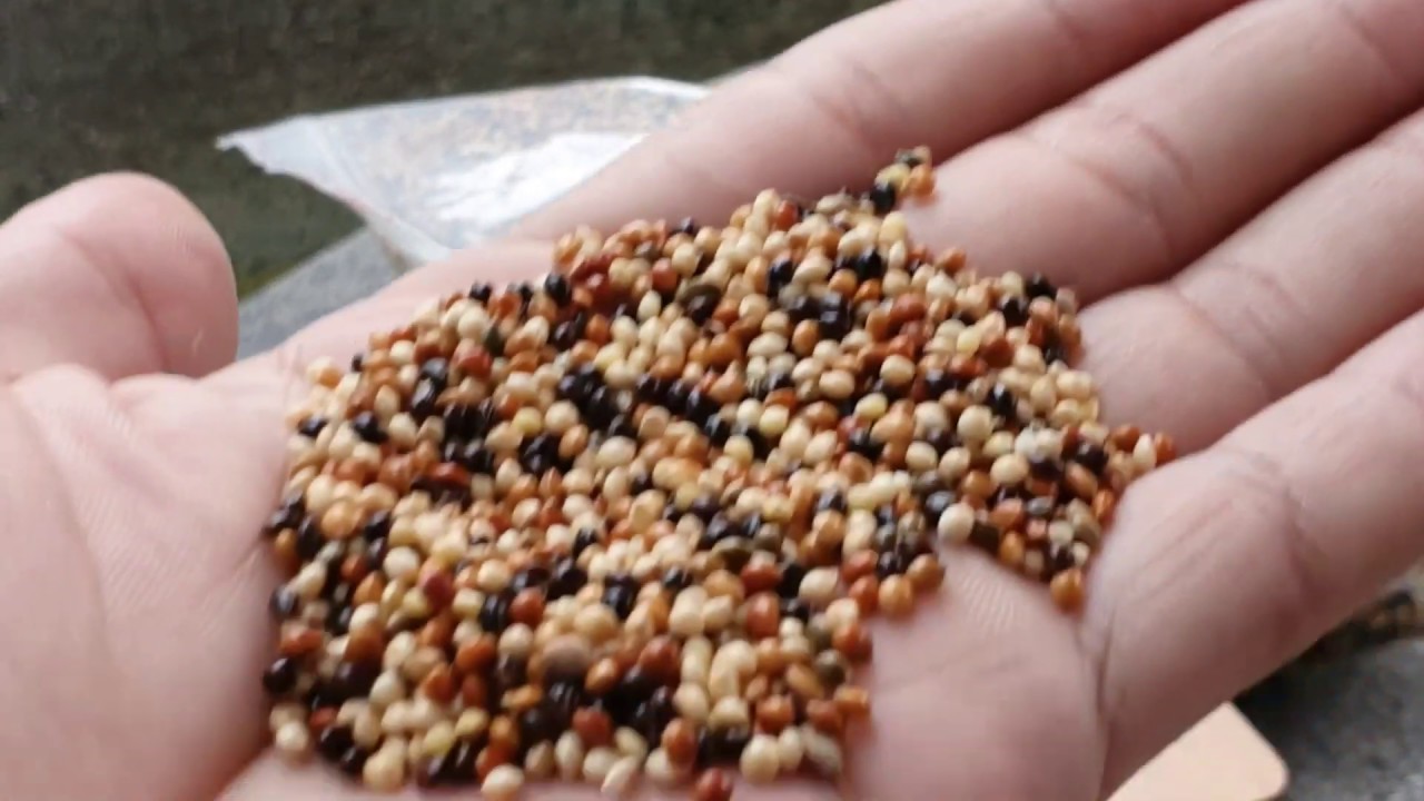 cỏ thái # chim việt có ăn cỏ thái ???? 0966407822