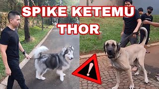 SPIKE Takut ngga sama THOR??? VLOG BERBAHAYA !