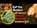 ವೈಟ್ ಫ್ಲೈಸ್ ಹಾವಳಿ: ಹಿಪ್ಪುನೇರಳೆ ತೋಟಕ್ಕೆ ಹೊಸ ಸಂಕಷ್ಟ!