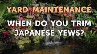 When Do You Trim Japanese Yews?