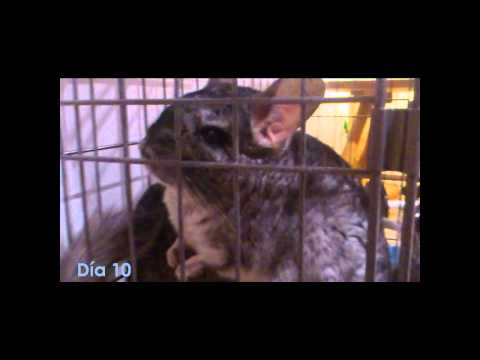 Video: Abscesser I Chinchilla