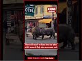 Nepal में रिहायशी इलाके में घुसे 2 विशाल गैंडे | सड़क पर हुई खतरनाक भिड़ंत | Viral Video