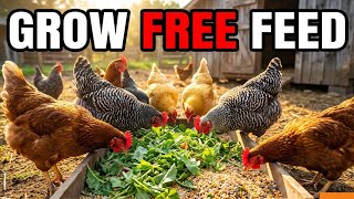 6 FREE Plants That Replace Chicken Feed & Grow Forever  (Why Did They Hide It?) | Flora Craft Garden