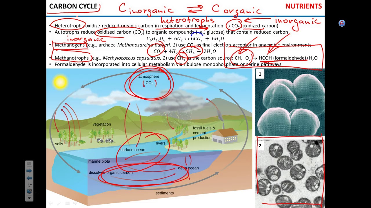 Biogeochemical cycles - YouTube