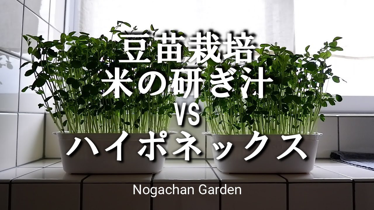 豆苗栽培 米の研ぎ汁VSハイポネックス【水耕栽培】【微粉ハイポネックス】