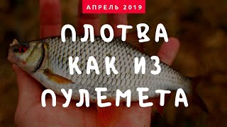 И снова ручей, и снова плотва!!!! Раздача плотвы 2019