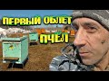 ПЕРВЫЙ ОБЛЁТ ПЧЁЛ. ВЫНОШУ УЛЬИ ИЗ ЗИМОВНИКА ОДИН