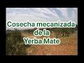 Cosecha Mecanizada de Yerba Mate