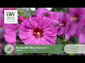 Perennial Plant Recommendations for the Southwest &amp; California--zones 4-7