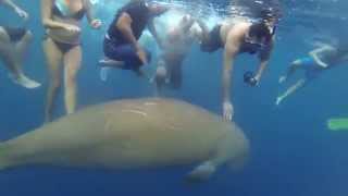 Download Lagu Swimming with a dugong MP3