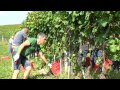 сбор винограда в Piemonte