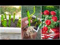 Easy way to grow rose from cutting, How to grow rose plant from cutting with English subtitles