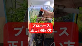 必見！プロホースの正しい使い方 #アクアリウム #howto #shorts