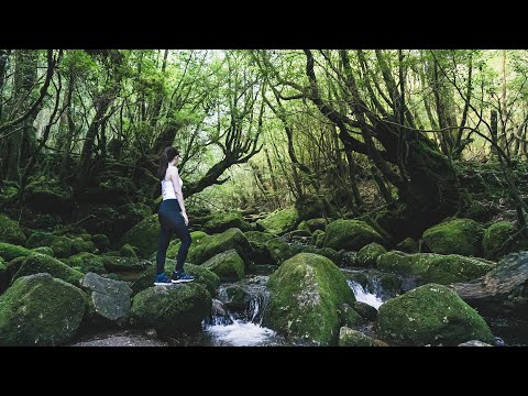 【九州旅遊】日本世界遺產屋久島！進入宮崎駿電影場景😍白谷雲水峽、青苔森林、太鼓岩、永田海濱、大川瀑布、屋久島交通攻略＆推薦伴手禮｜南九州鹿兒島自由行｜實彩子Misako’s Vlog