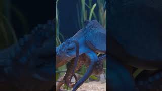 The Incredible Heart of an Octopus #shorts #facts #knowledge #subscribe #octopus #ocean #ytshorts