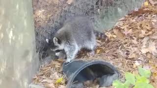 Raccoon at the Virginia Living Museum