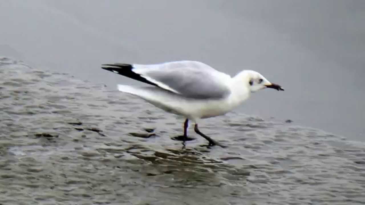 Brown-headed Gull - 2 (SHRIKANT MADHAV KELKAR)