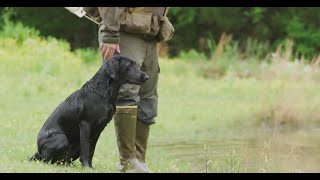 Duck Dog Tip of the Week: How Often to Train