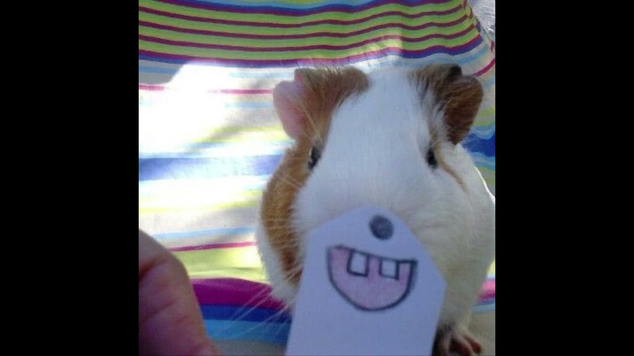 boolymon + che + revx2 type beat