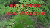 山椒の葉の保存方法 冷凍 How To Save Japanese Pepper Frozen Youtube 山椒の葉の保存方法 冷凍 How To Save Japanese Pepper Frozen Youtube