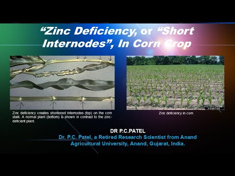 How Much Zinc Does A Corn Crop Need