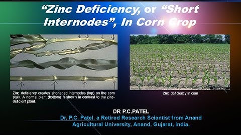 Zinc Deficiency or Short Internodes in Corn Crop-Dr P. C. Patel