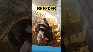 Breeder Goat sojat sojatgoats sojatbakra goatdiet animals sojatgoatfarm sirohigoats goatfeed