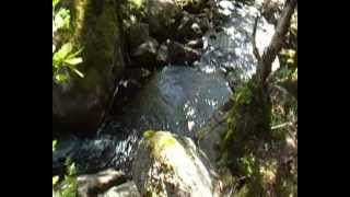 Trout fishing small creeks part 2 (1of4)