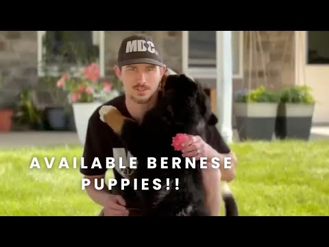Our Available Bernese Mountain Dog Puppies Here at Mountain Dog Companion