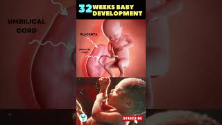 Baby development at 32 weeks in pregnancy  32 weeks baby in the womb #shorts #pregnancy #shorts