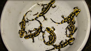 Herping for Fire Salamanders at Night ~ Herping Germany / Feuersalamander Deutschland