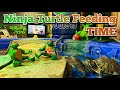 Ninja Turtle- baby Alligator Julia Stiles Seems Hungry today -Cam Skattebo the baby Turtle