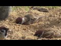 雀の砂浴び