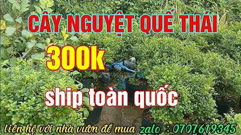 CÂY NGUYỆT QUẾ THÁI LÁ NHỎ.16/07/2024