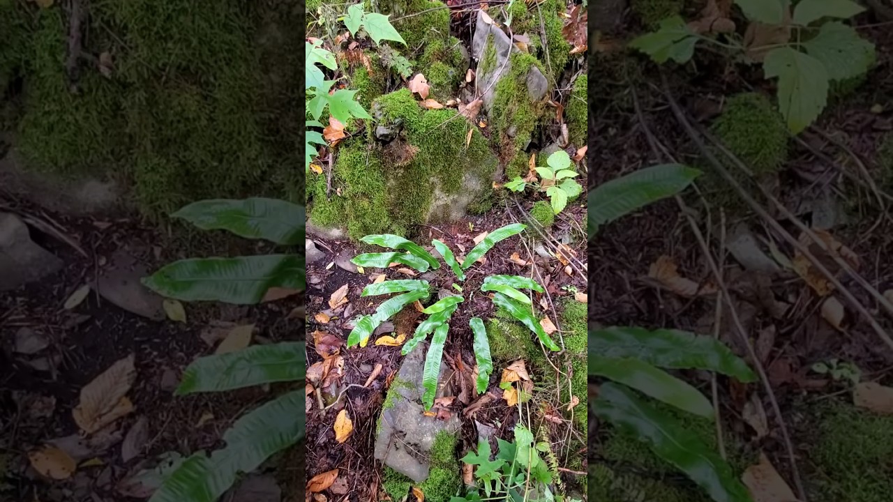 Asplenium scolopendrium (Hart’s Tongue fern) 