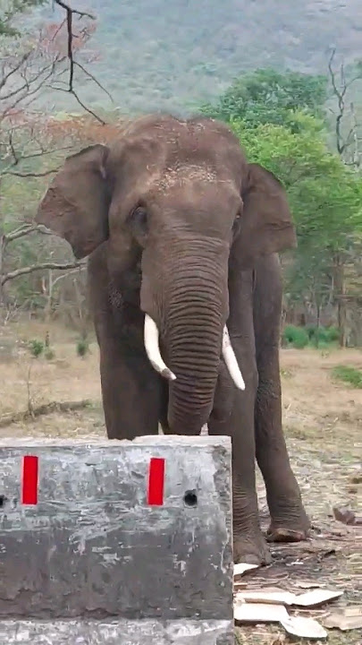 sathyamagalam to asannur road #shorts #shortvideo #subscribe #trending #viral #elephant