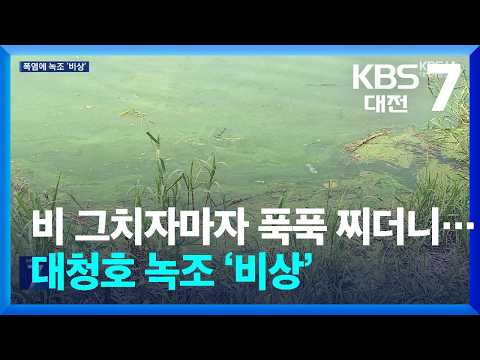 비 그치자마자 푹푹 찌더니…대청호 <strong>녹조</strong> ‘비상’ / KBS  2026.08.05.