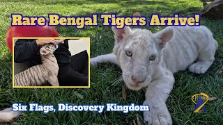 Six Flags Discovery Kingdom s New Pair of Rare Tiger Cubs