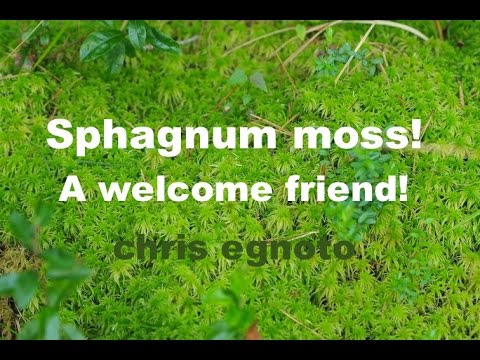 Video: Sphagnum moss loj hlob sai npaum li cas?