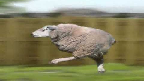 Retarded Running Sheep