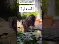 السعلوه الي اهلنه قبل يخوفونه بيها